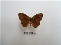 藏品(淡色眉眼蝶)的圖片